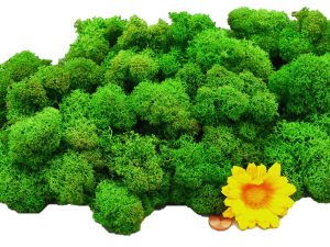 Muwse Islandmoos Grasgrün 100 g Basteln Wandbilder Dekoration Gestalten