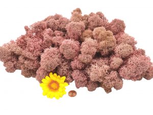 Muwse Islandmoos Rosa 100 g Basteln Wandbilder Dekoration Gestalten