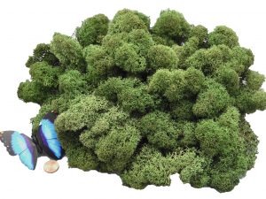 Muwse Islandmoos Tannengrün 100 g Maßstab Spur G Modellbau