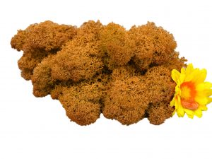 Muwse Islandmoos Melonengelb 25 g Maßstab Spur G Modellbau