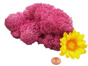 Muwse Islandmoos Veilchen Pink 10 g Maßstab Spur 0 Modellbau