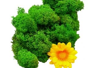 Muwse Islandmoos Grasgrün 25 g Maßstab Spur 0 Modellbau