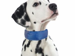 PROCYON Kühl-Bandana für Hunde - M