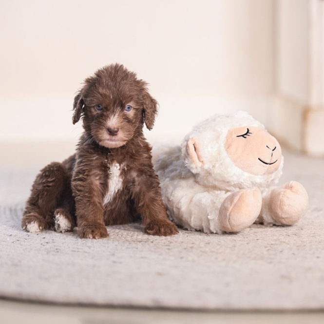 Beeztees Puppy Kuschelspielzeug Bowi – Bild 5