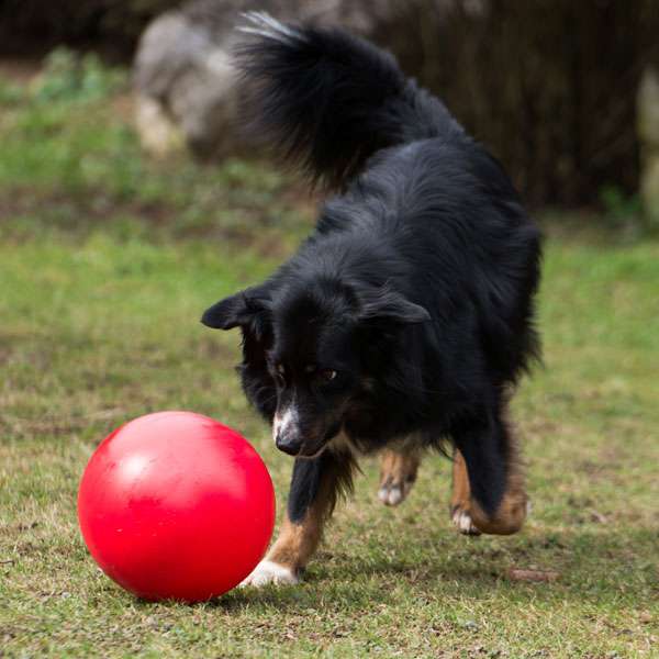 PROCYON Treibball - Rot – Bild 3