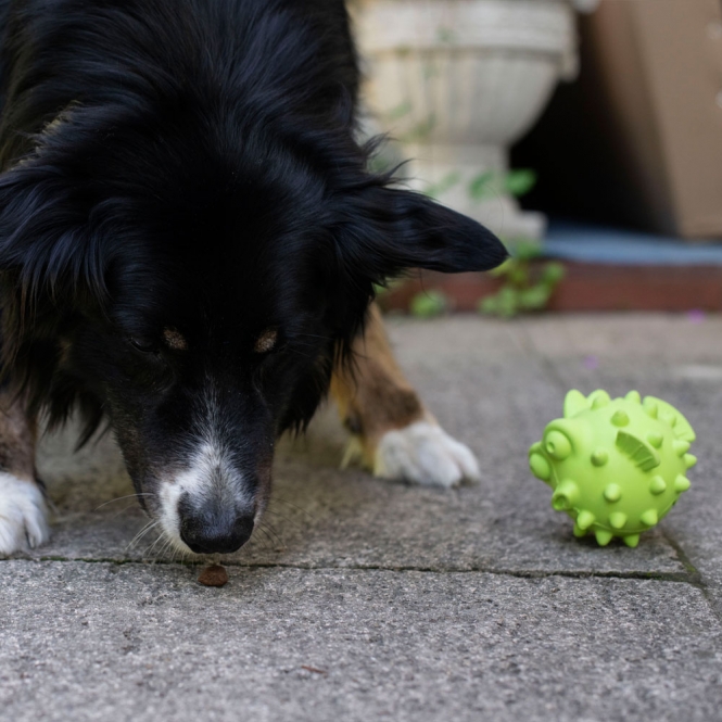 PROCYON TPR Snackball Fisch – Bild 3