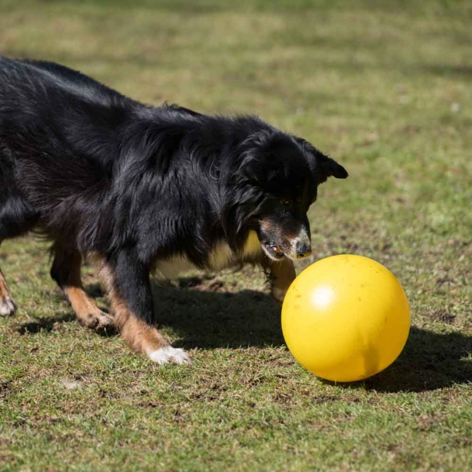PROCYON Treibball - Gelb – Bild 3