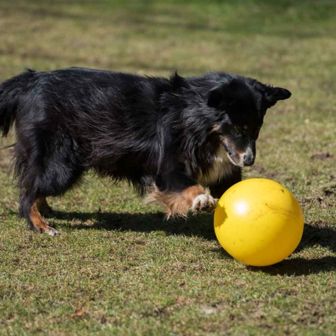 PROCYON Treibball - Gelb – Bild 4