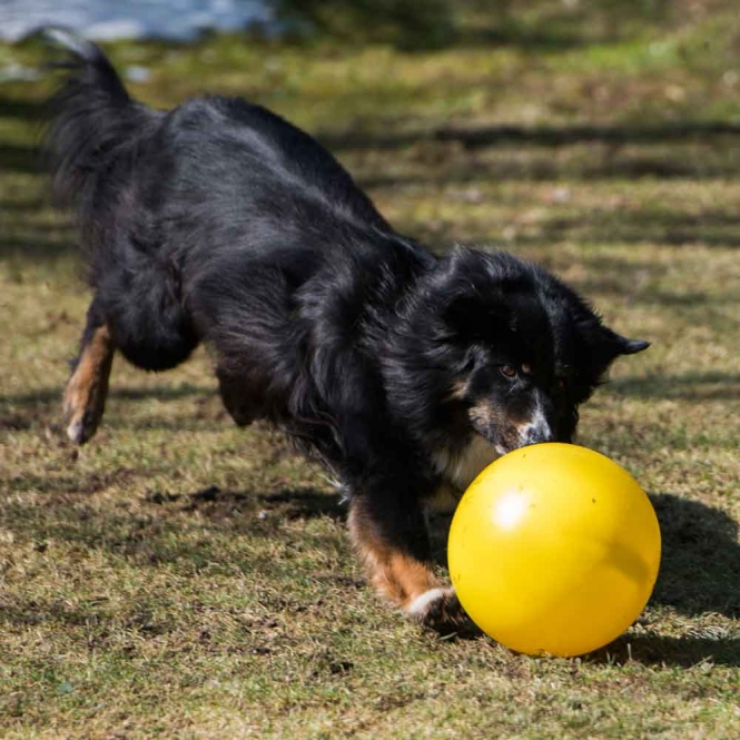 PROCYON Treibball - Gelb – Bild 5