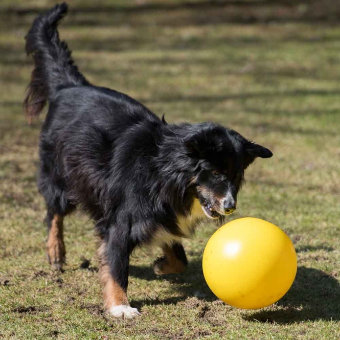 PROCYON Treibball - Gelb – Bild 6